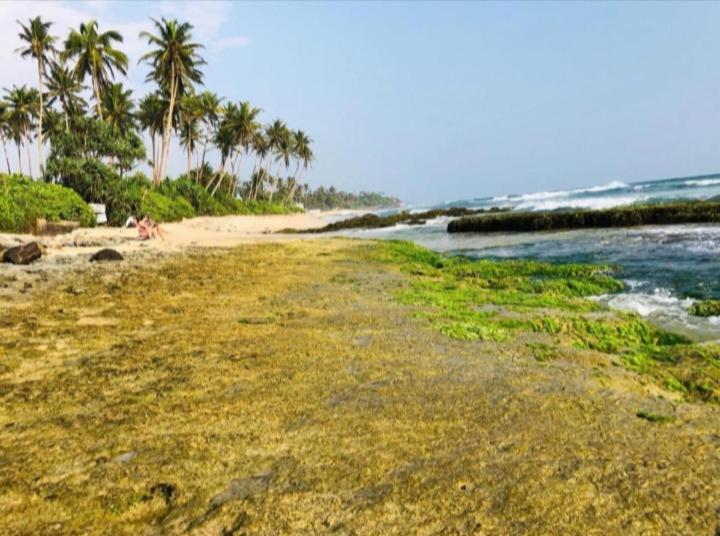 Sandaru Surffing Inn Weligama Eksteriør bilde